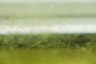 Petra Feriancová: Algae; foto: Filip Beránek